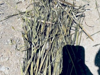 500mt Oaten Hay 540kg 8x4x3 Bales