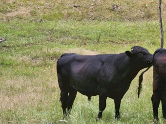 Angus Bull