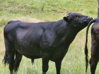 Angus Bull