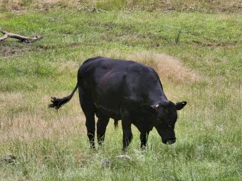 Angus Bull