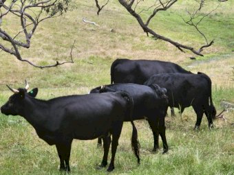 Dexter Cattle with Calves at foot
