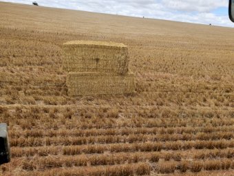 40mt Barley Straw 500kg 8x4x3 Bales (New Season 22/23)