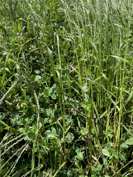 Ryegrass/Clover Hay