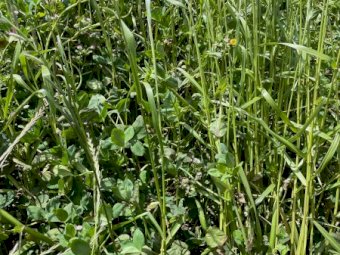 Ryegrass/Clover Hay