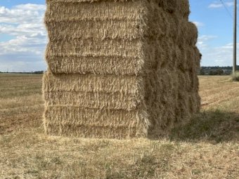 Beardless Wheaten Hay with Rye Grass 8x4x3 Bales