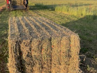 50mt Lucerne Hay 8x4x3 Bales (New Season 22/23)