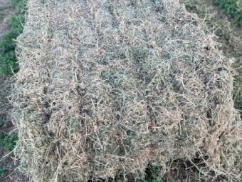 50mt Lucerne Hay 8x4x3 Bales (New Season 22/23)