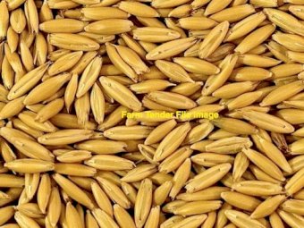 30mt Yarran Feed Oats