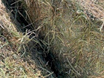 200mt Lucerne Hay 500-600kg 8x4x3 Bales (New Season 22/23)