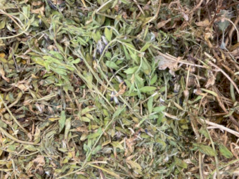 300 x Vetch Hay 300-350kg 4x4 Round Bales (New Season 22/23)