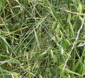 50mt Oaten / Rye & Clover Hay 580-600kg 8x4x3 Bales (New Season 22/23)