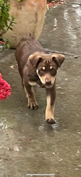 Kelpie Pups x 1