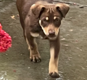 Kelpie Pups x 1