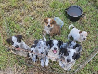 8 x Australian Cattle Dog Pups (Heelers)