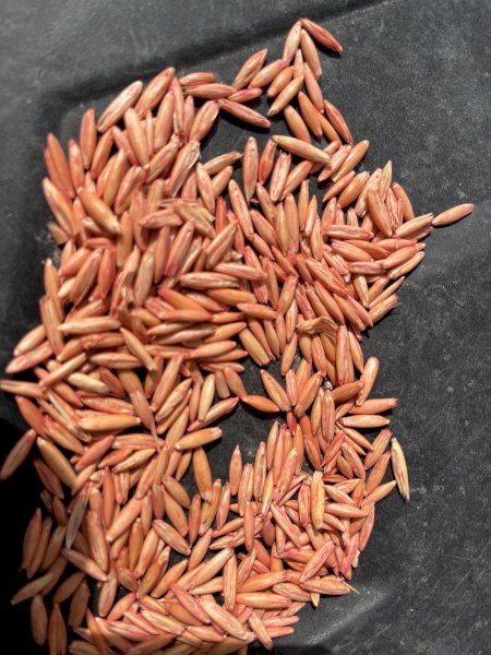 Mulgarra Oats
