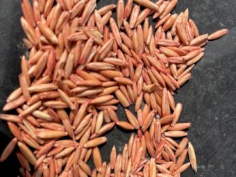 Mulgarra Oats