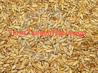 700mt Triticale