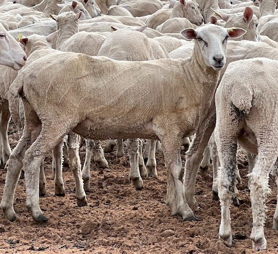 125 x First X Ewes