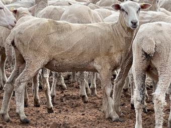 125 x First X Ewes