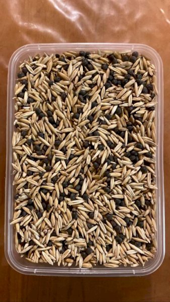 50mt Timok Vetch / Grazer Oat Hay Mix