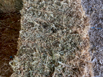 350 x Lucerne Small Bales