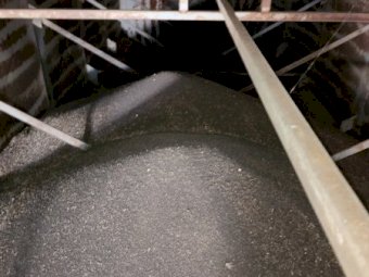 55mt Canola Seed
