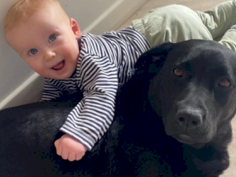 Purebred Labradors x 2