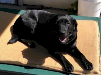 Purebred Labradors x 2