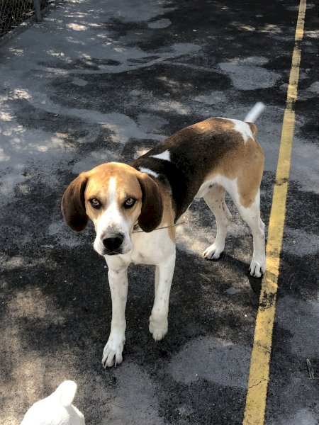 Fox Hound Male