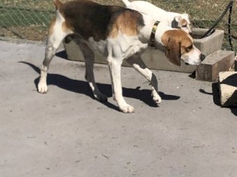 Fox Hound Male