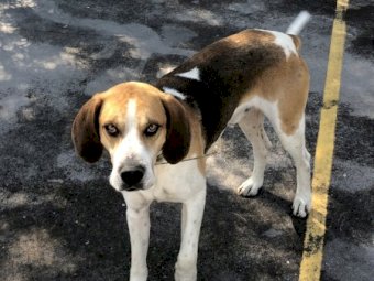 Fox Hound Male