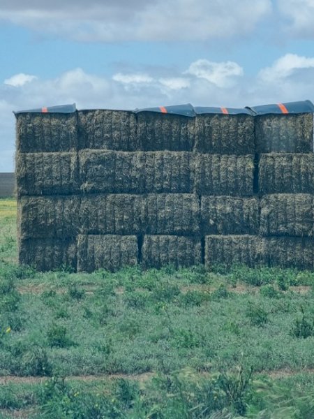90mt Medic Hay 8x4x3 Bales