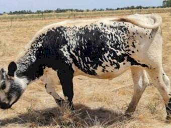 Specklepark X Fresian Steer & Heifer