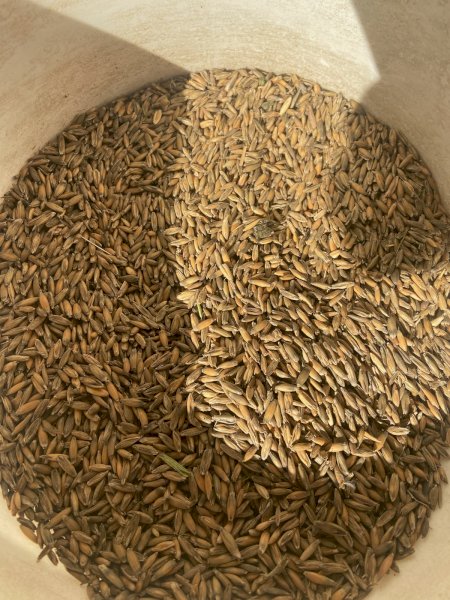 60mt Yarran Feed Oats