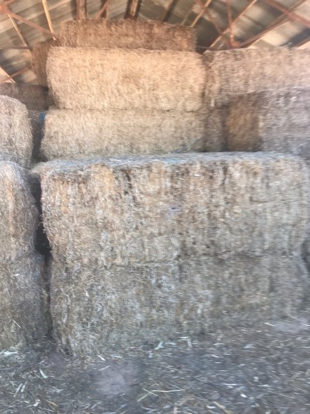 26m/t Vetch Hay