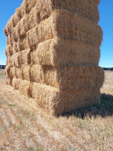 Barley Straw 8x4x3 Bales (New Season 22/23)