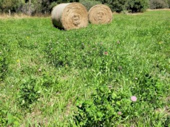 90 x Pasture Hay 5x4 Round Bales