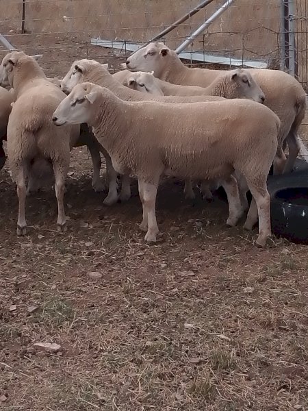 8 Charollais Rams
