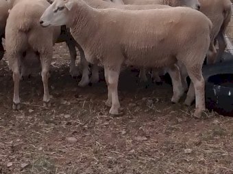 8 Charollais Rams