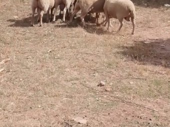 8 Charollais Rams