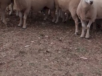 8 Charollais Rams