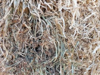 Clover Rye Hay 500kg+ 8x4x3 Bales