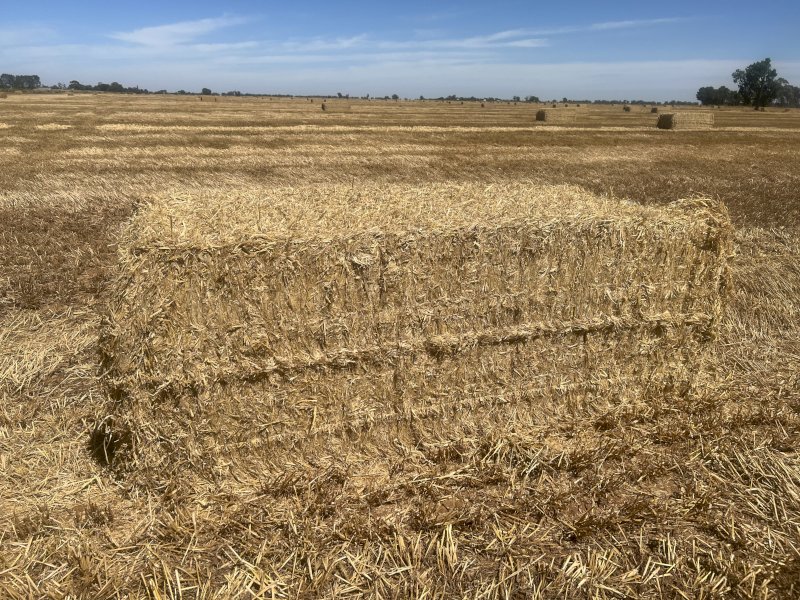 100 mt Barley Straw