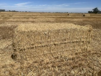 100 mt Barley Straw