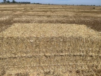 100 mt Barley Straw