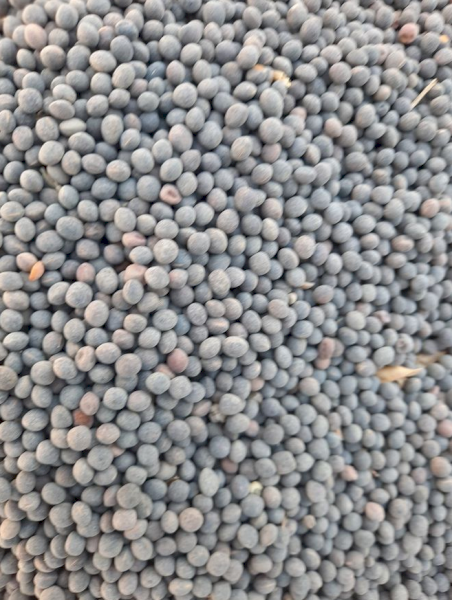 50mt Morava Vetch Seed
