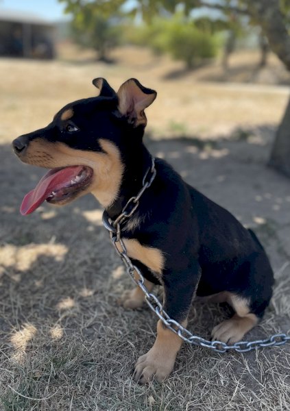 Male Kelpie Pup