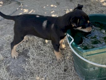 Male Kelpie Pup