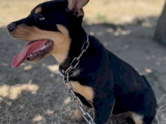 Male Kelpie Pup