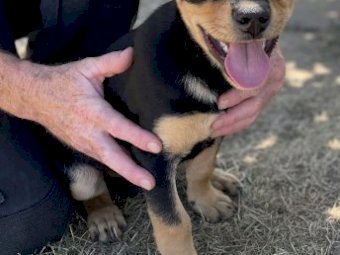 Male Kelpie Pup